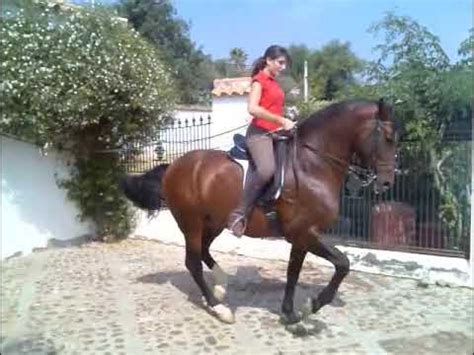 shemale riding hard|Hard Shemale Riding Porn Videos .